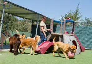 dogs playing at a doggy daycare facility