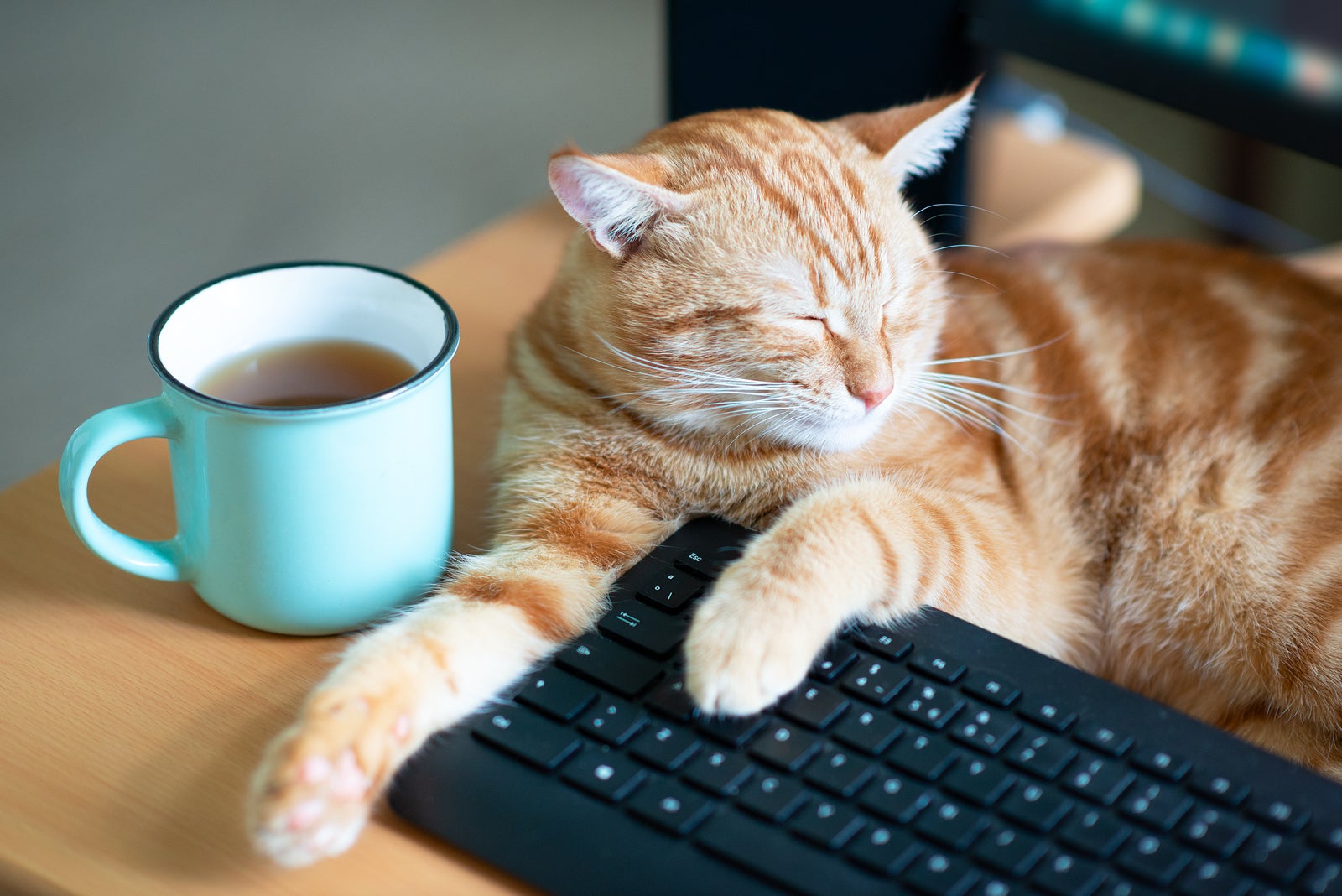 Beautiful young ginger cat well-fed and satisfied sleeps at home working place near keypad and cup of tea. Cute red kitten with classic marble pattern lies on table. Stay home, work home, quarantine