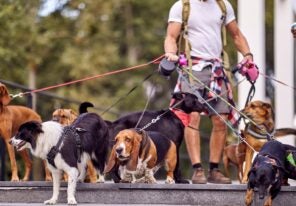 a dog walker